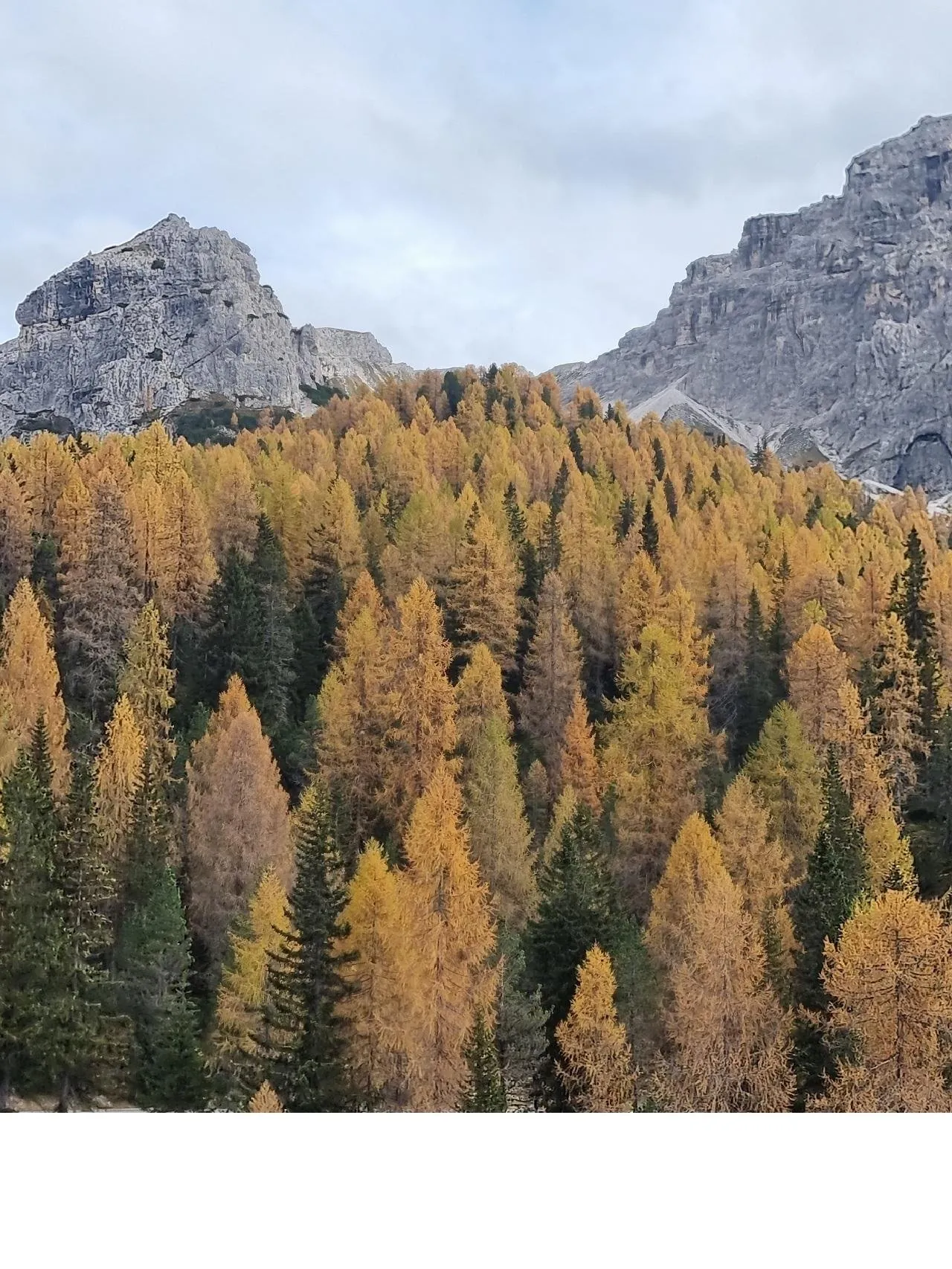 Golden larches below grey Dolomites crags in autumn