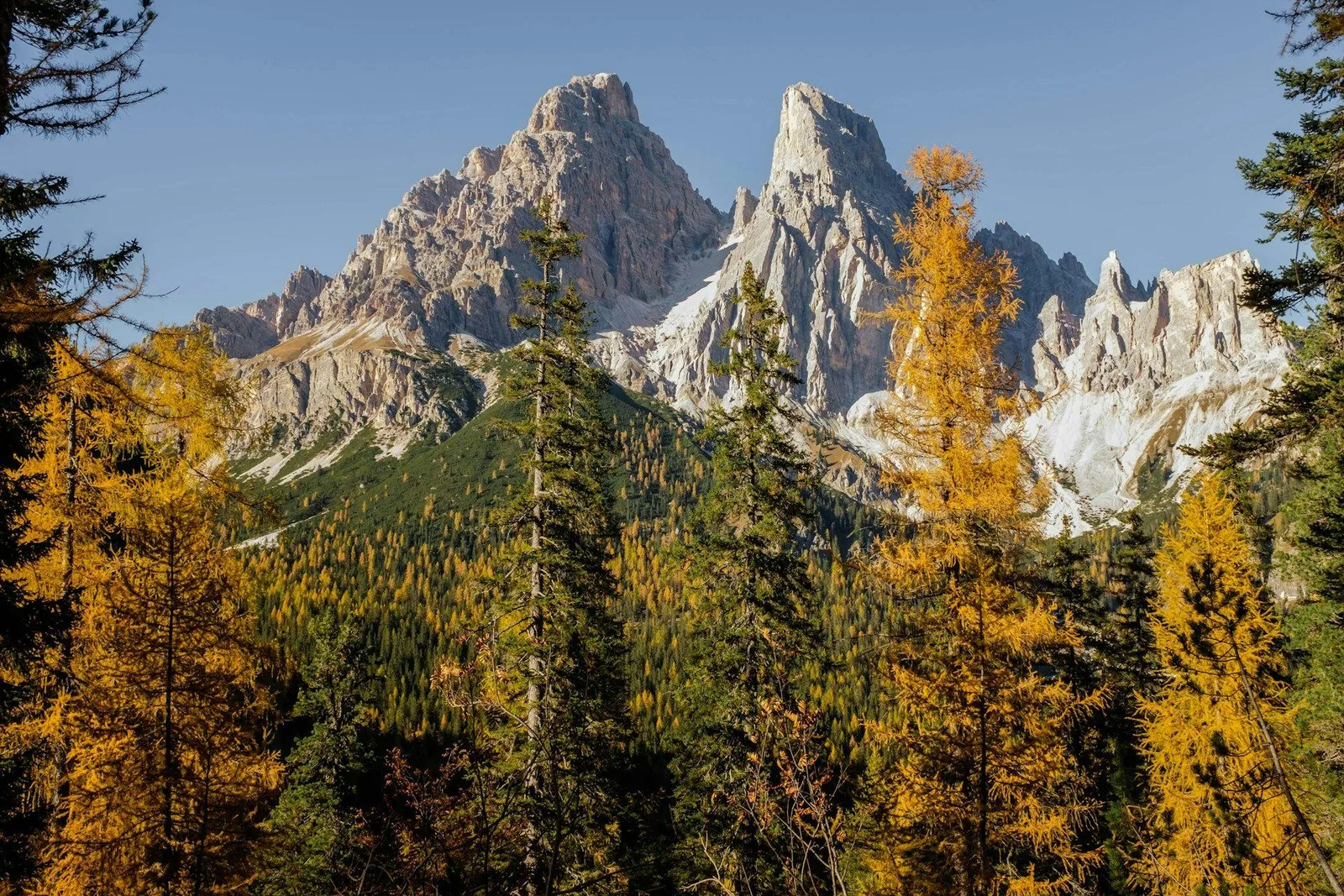 Larch forest in autumn colour below the Sorapiss spires